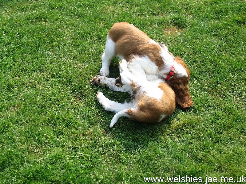 2009-04-03 72.JPG - Hal on top, Zen underneath